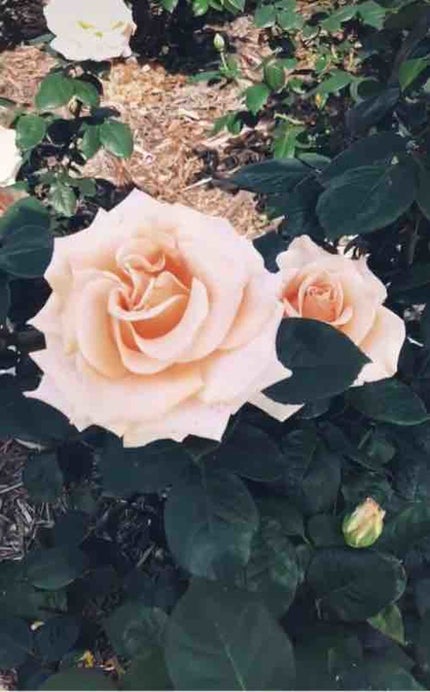 †ð©-ðžðœð¶ð â€