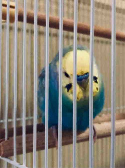 周りの目にとらわれるインコ