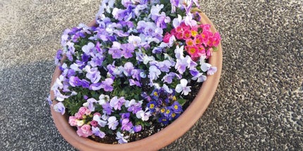 ハニーシナモン💕