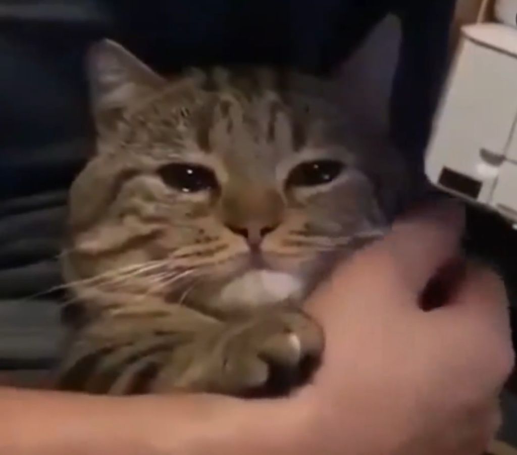 鹿谷はねこがすき