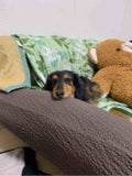 ハチ