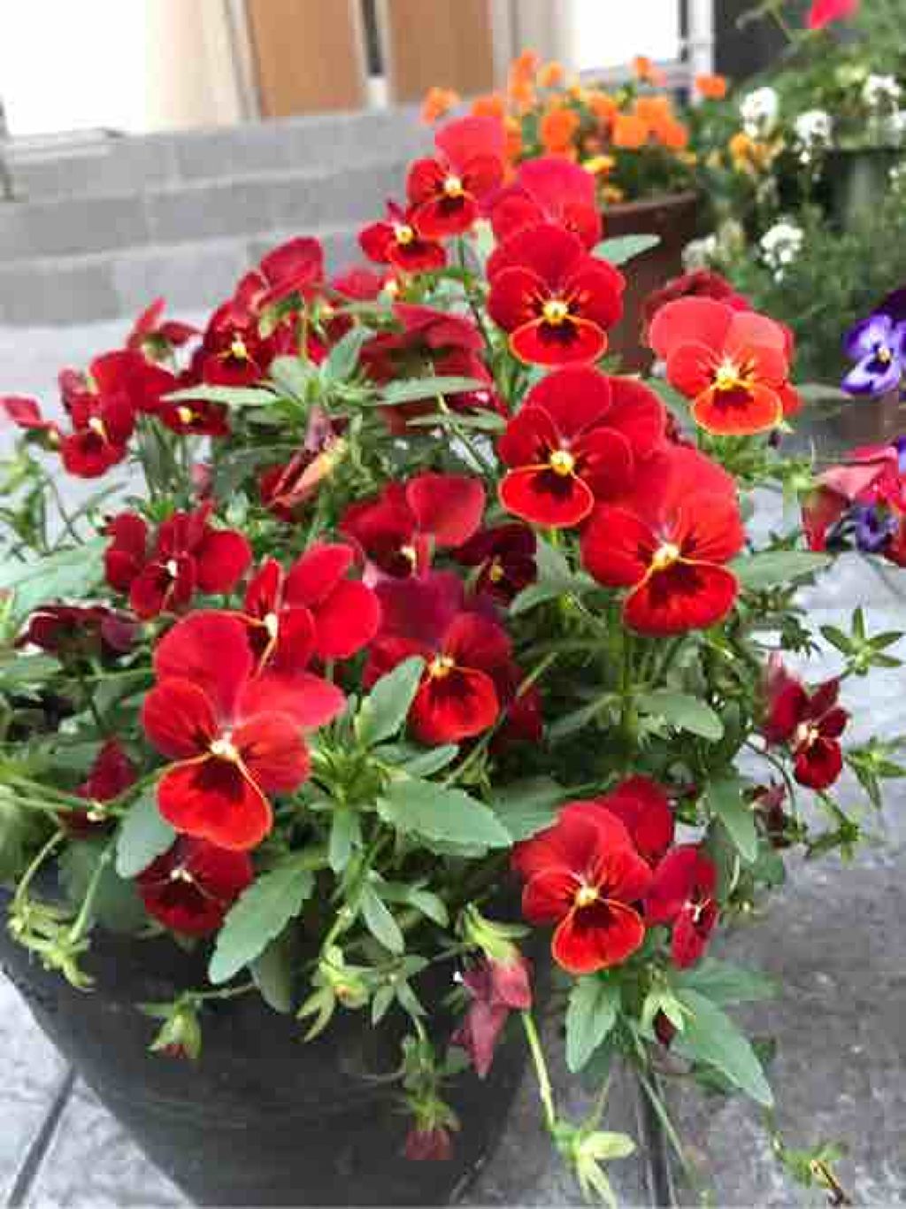 Lily@ダイエット中