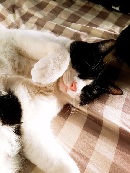 もちねここ