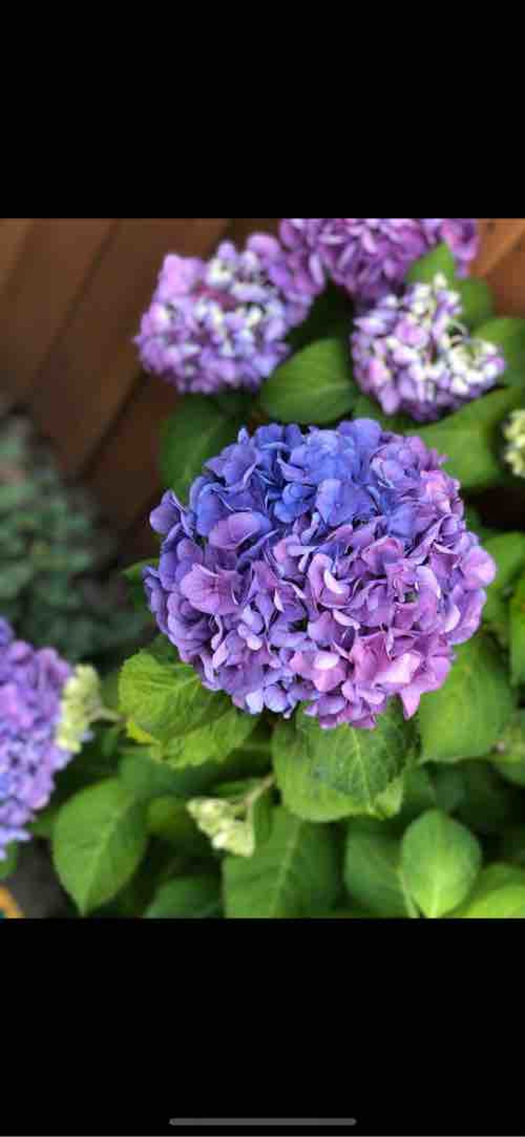 ☆*: o(≧▽≦)o .｡未来