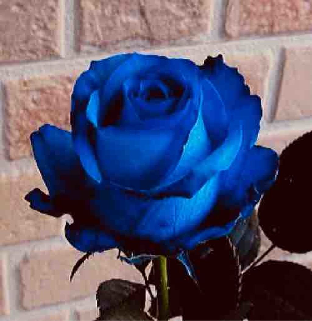 青の薔薇