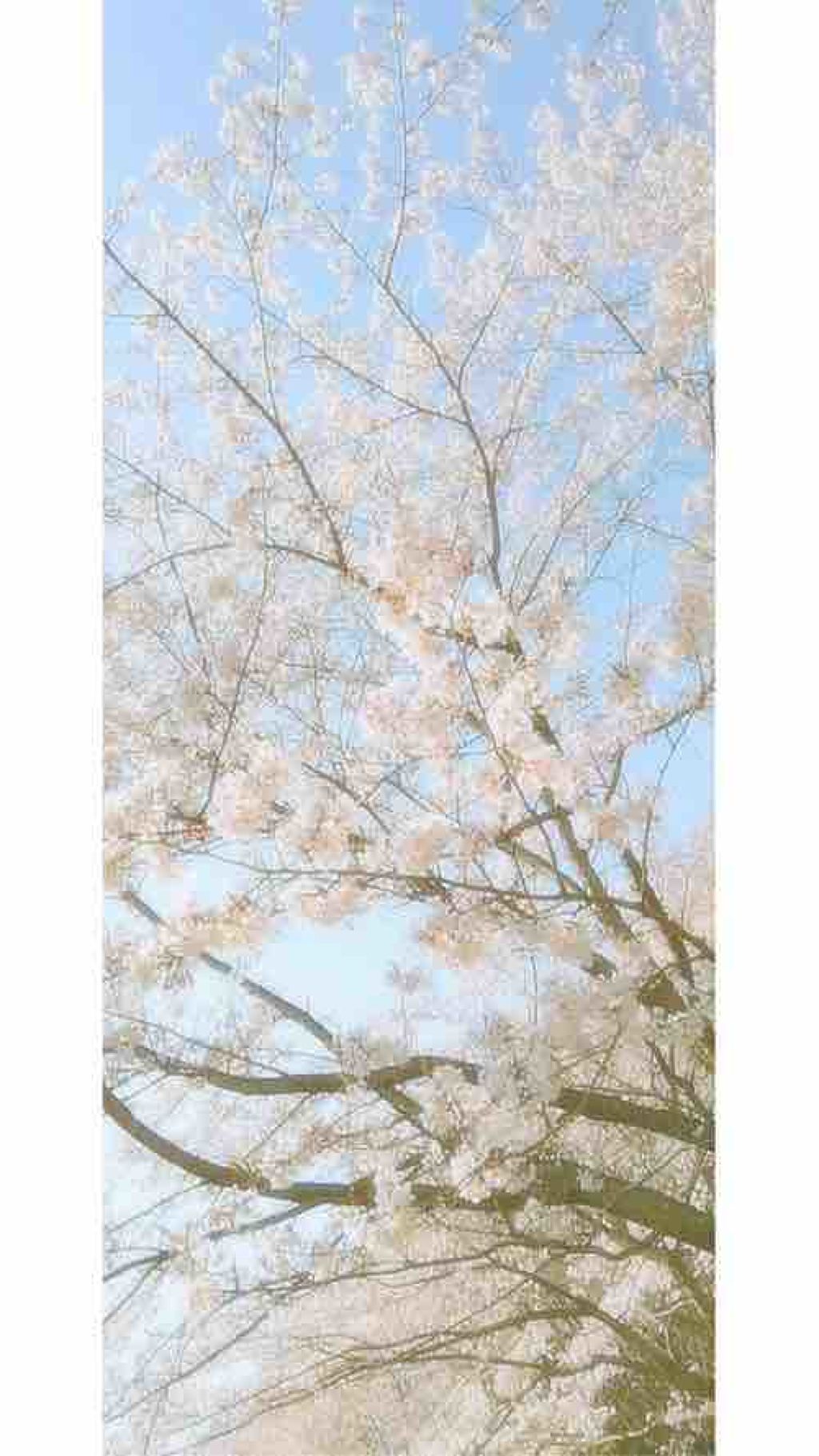 どりーむ🦄💭💗