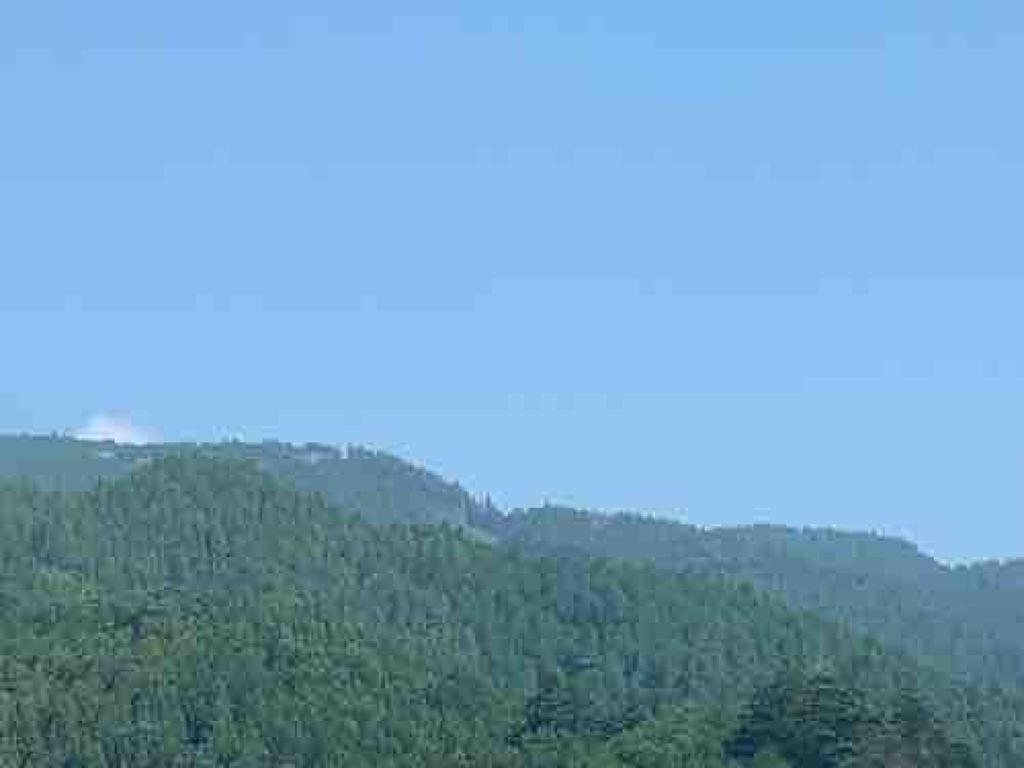 もっちりうさぎ