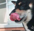 ひなの