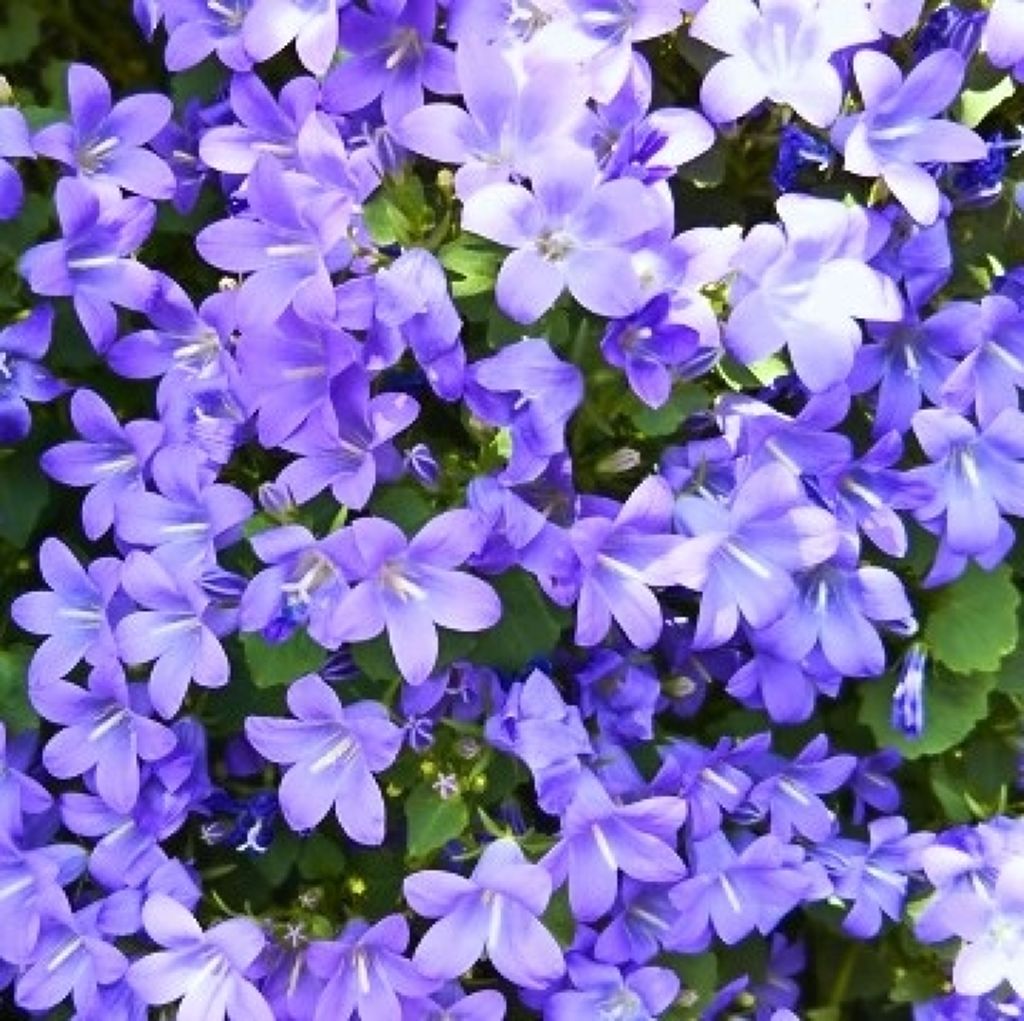 しらなゆき❄️