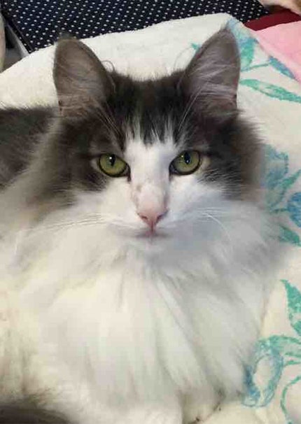 みゆゆ@ブルベ冬