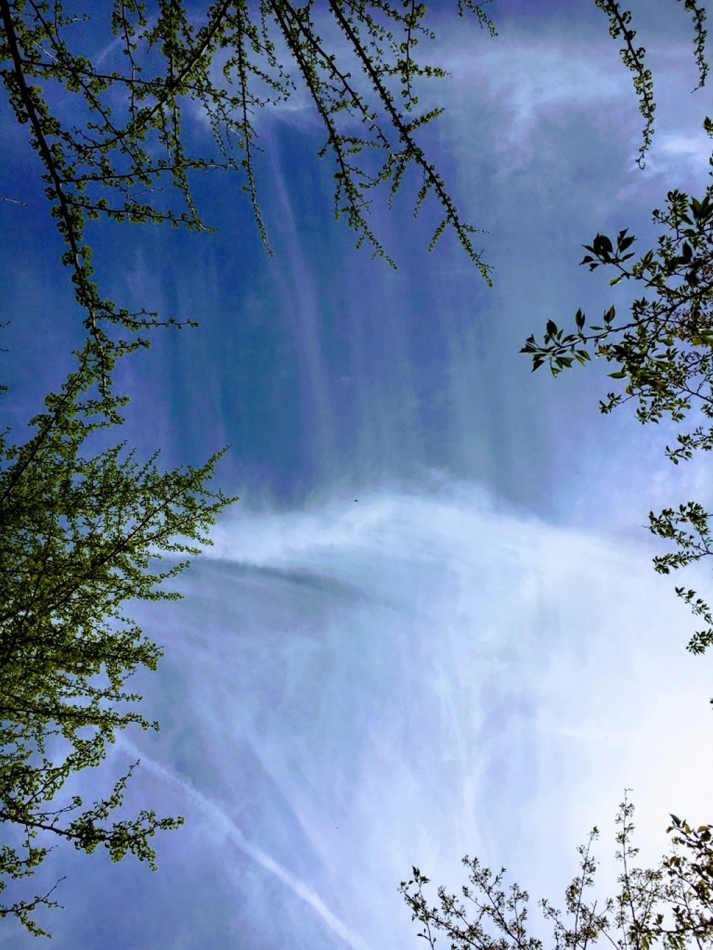 ハリコ🌼🕊🐣