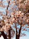 はむ