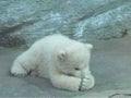 てっち