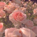 SChann❁