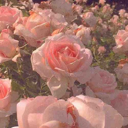 SChann❁