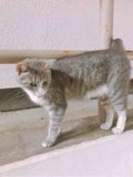 碧