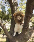 ねこ