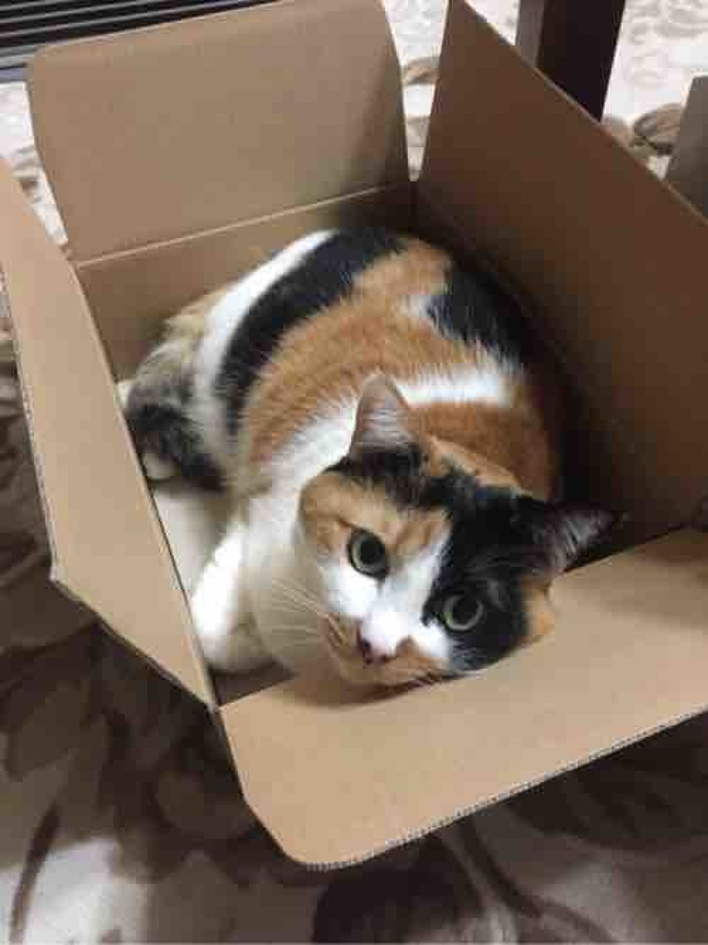 アラフォー三毛猫