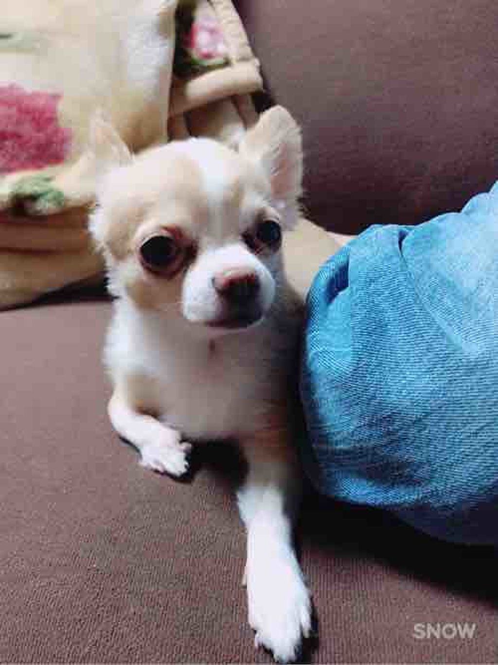  夢のような肌になりたい