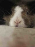 ハモ