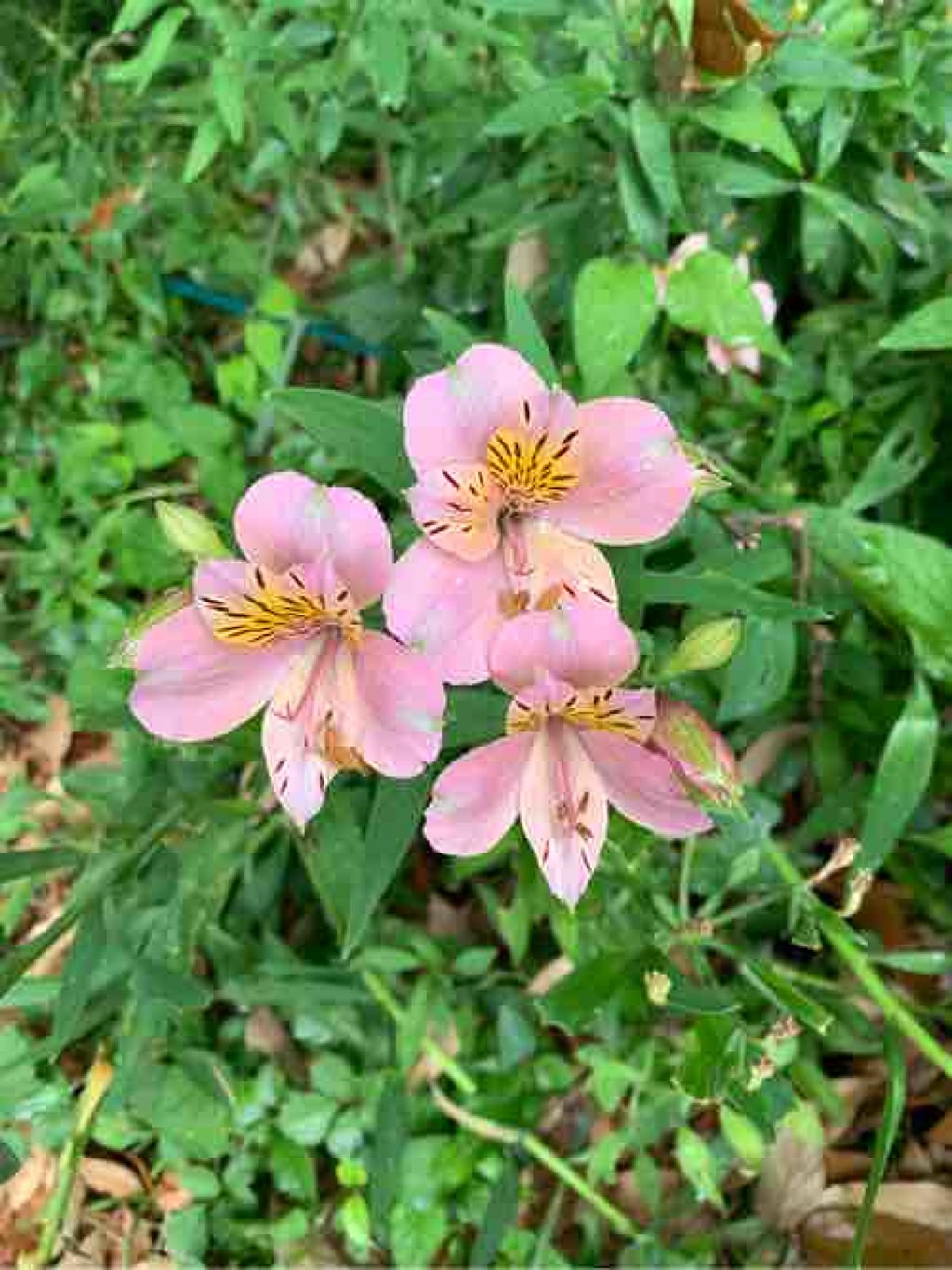 オリゴ糖は腸に優しい