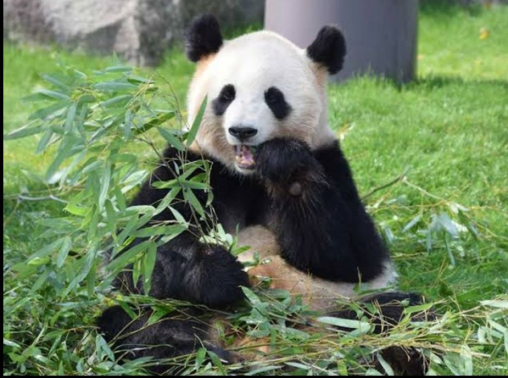ぱんだ