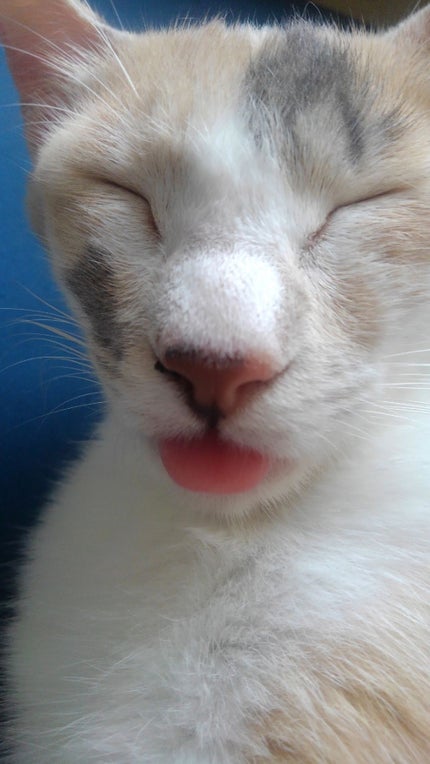 🐅しまうま🐴