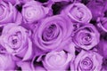 shion(紫苑)