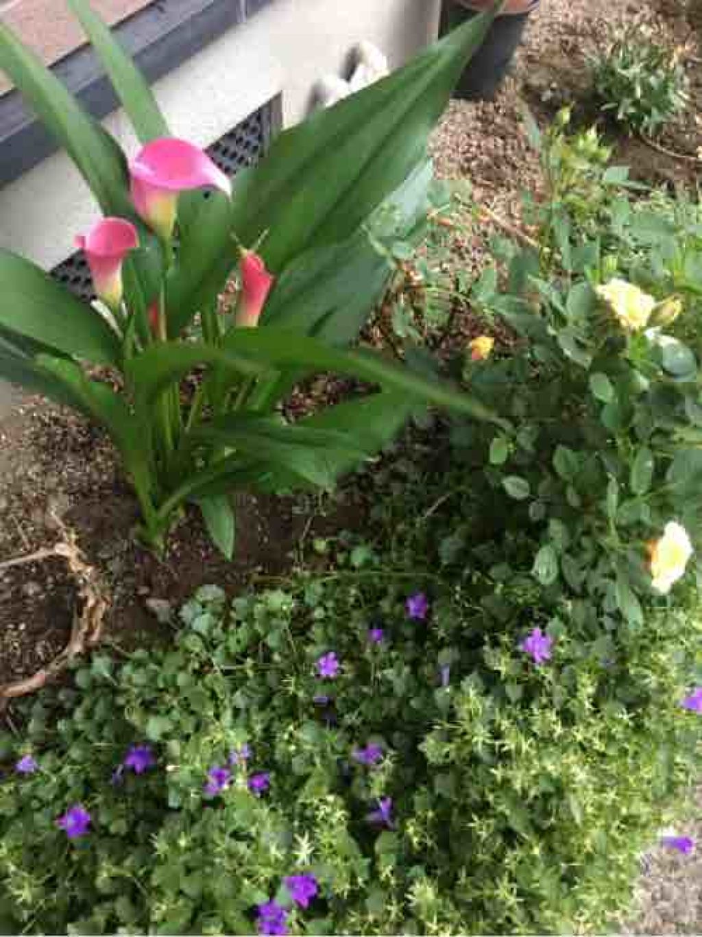 fantastic_beauty_c0l