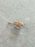 敏感つらこ