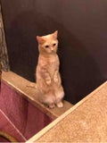 necocat