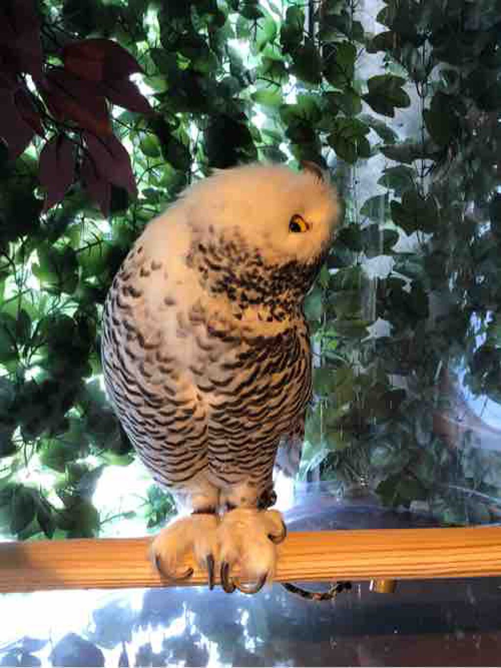 地属性のリリー