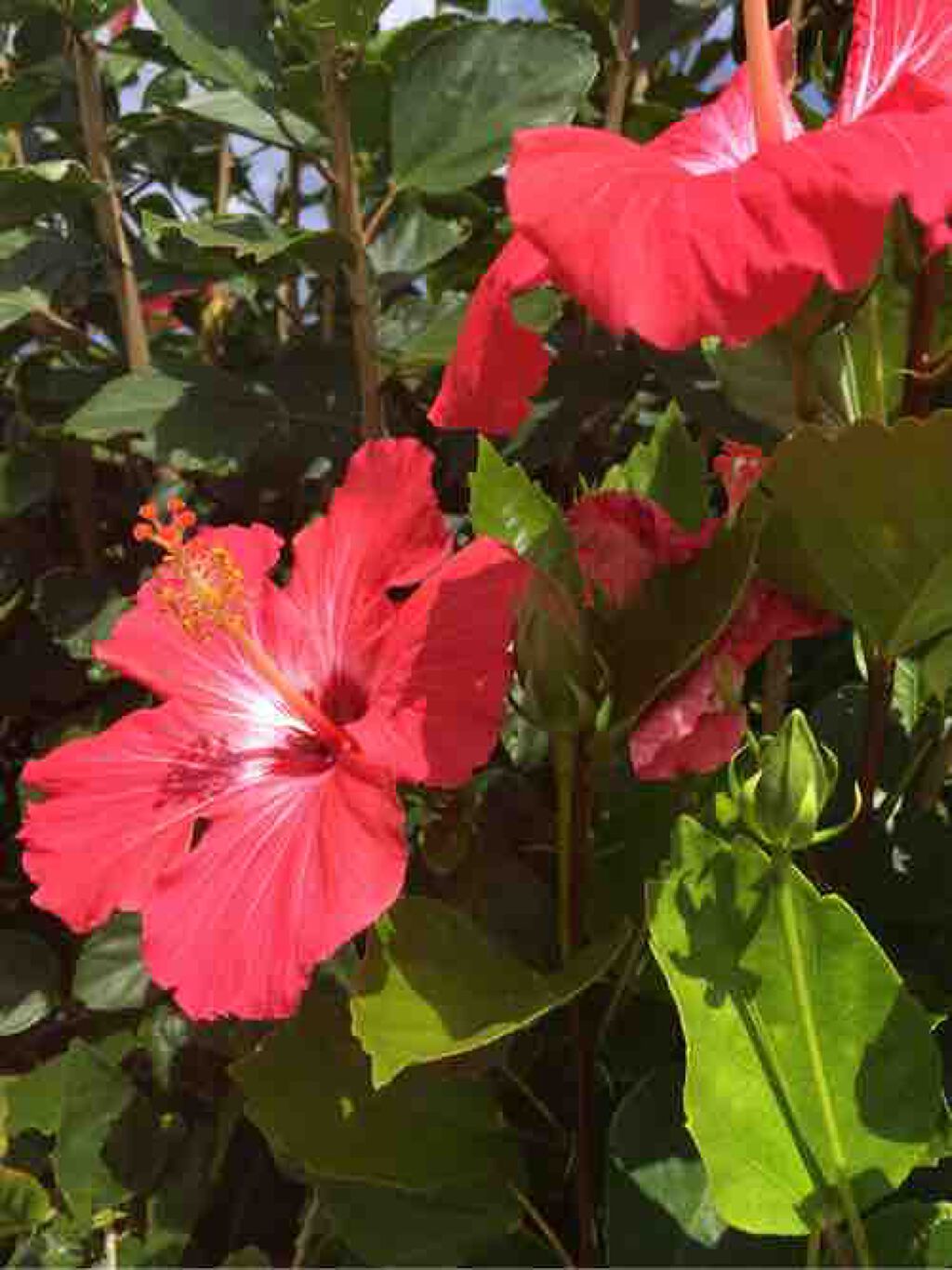 ☆*:..Daisy:..｡.:*☆