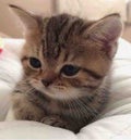 ねねころりん