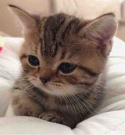 ねねころりん