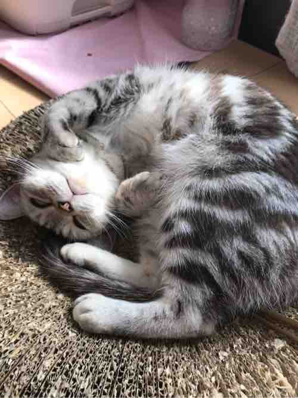 めえめえこやぎ