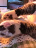 うょび