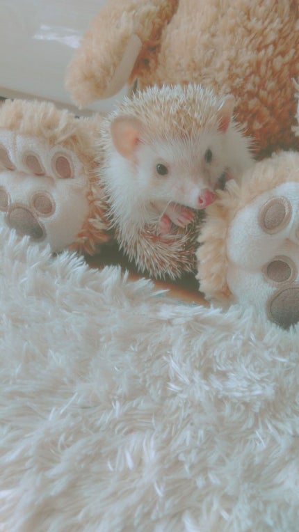 はーりー੯•́ʔ̋ ͙͛*͛ ͙͛*͛ ͙͛̋و