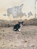 ねこじた