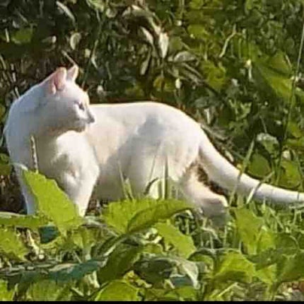 freedomcat