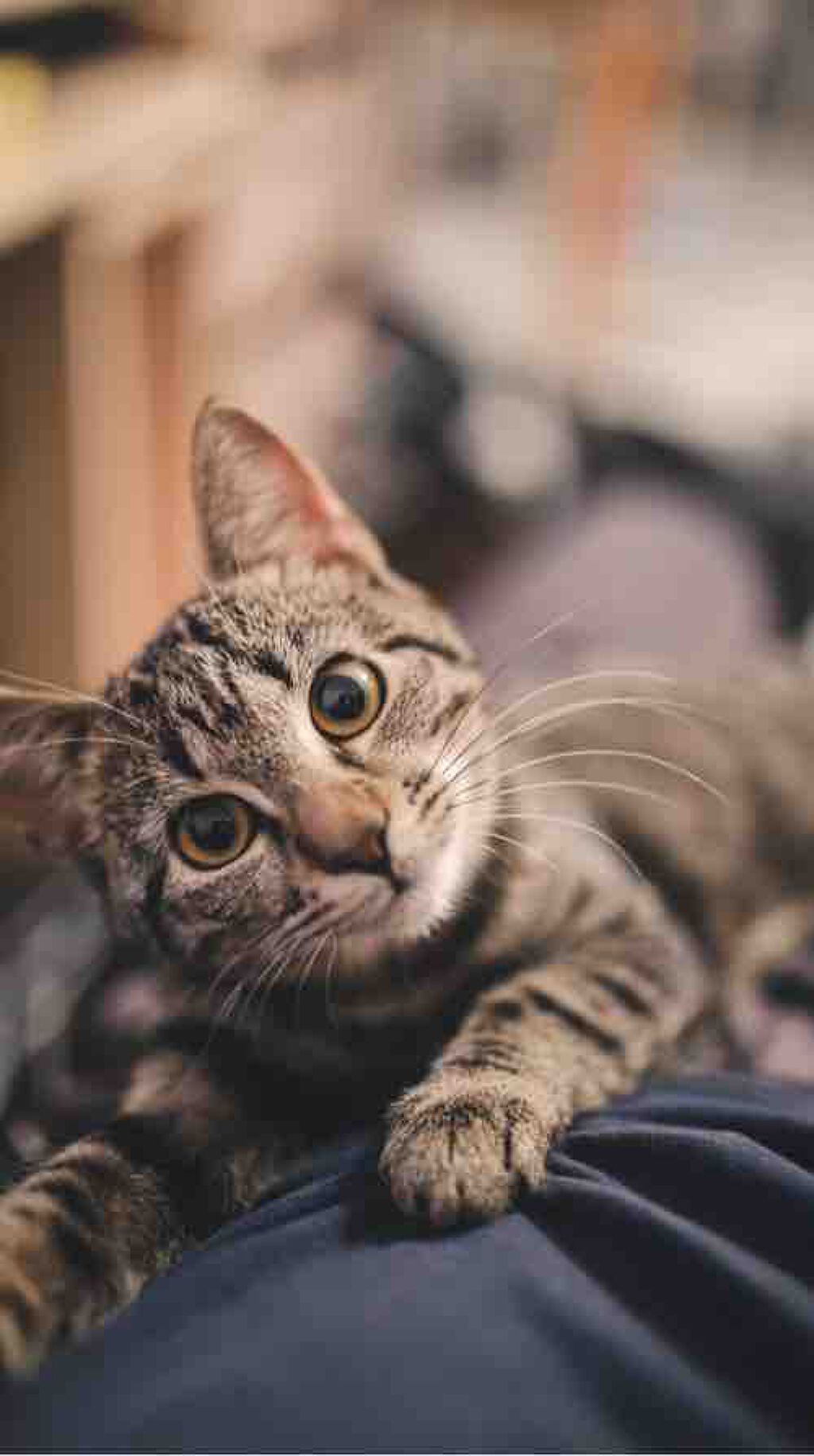 imca@フォロバ100%