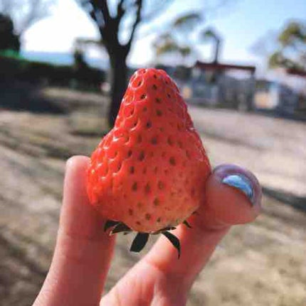 はる