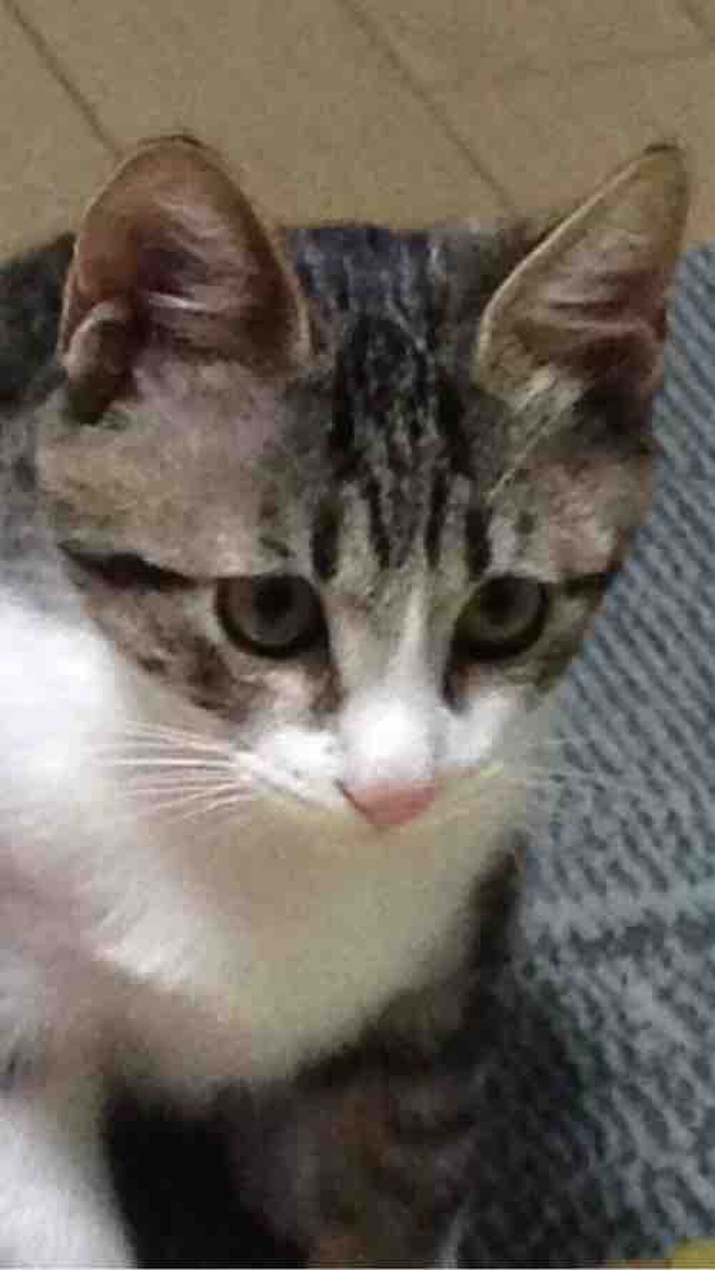 🍭さら🌸サブチャン