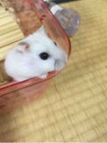 だいふく