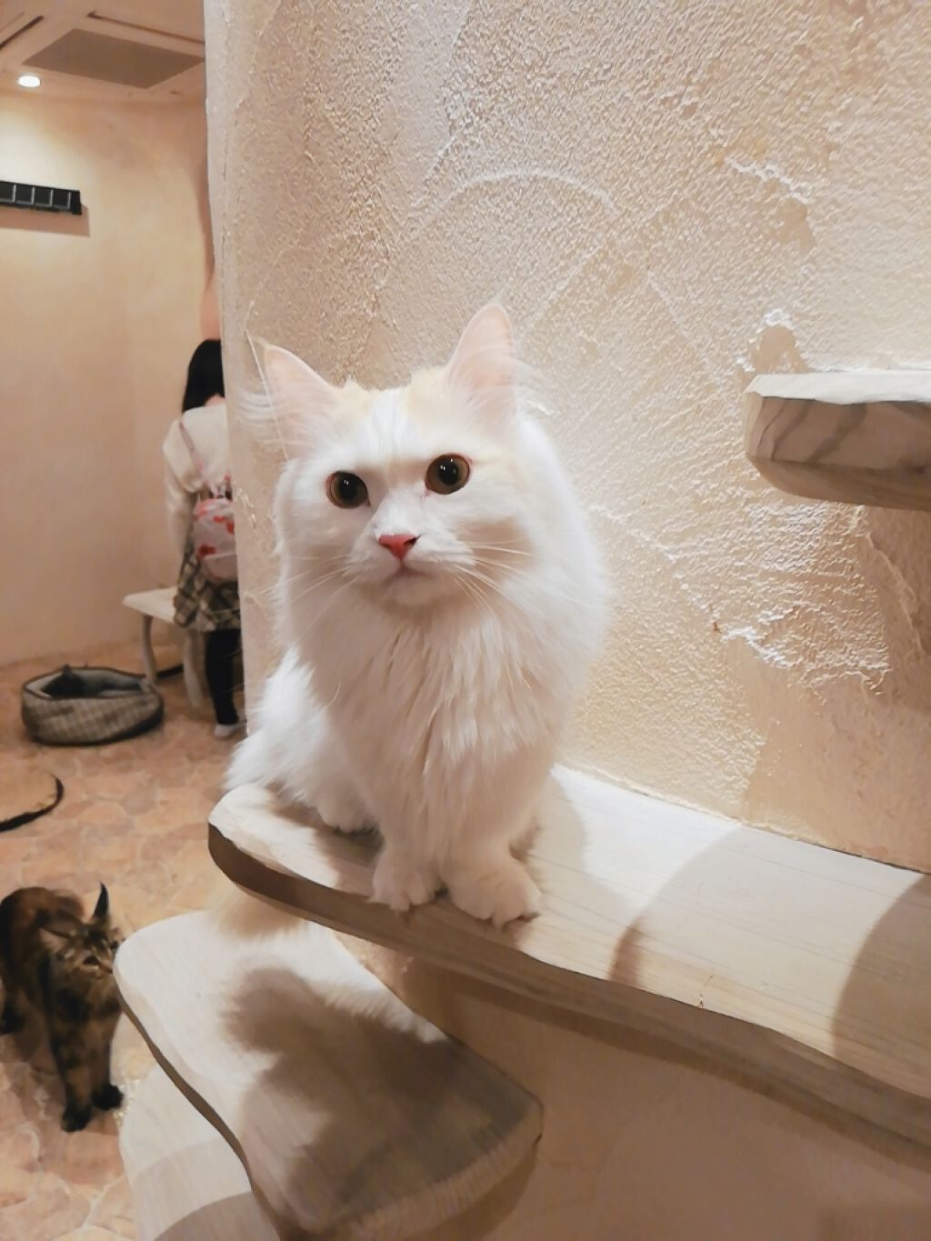 moca☁️フォロバはコメントください🙇‍♀️