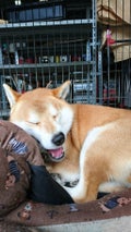 のん
