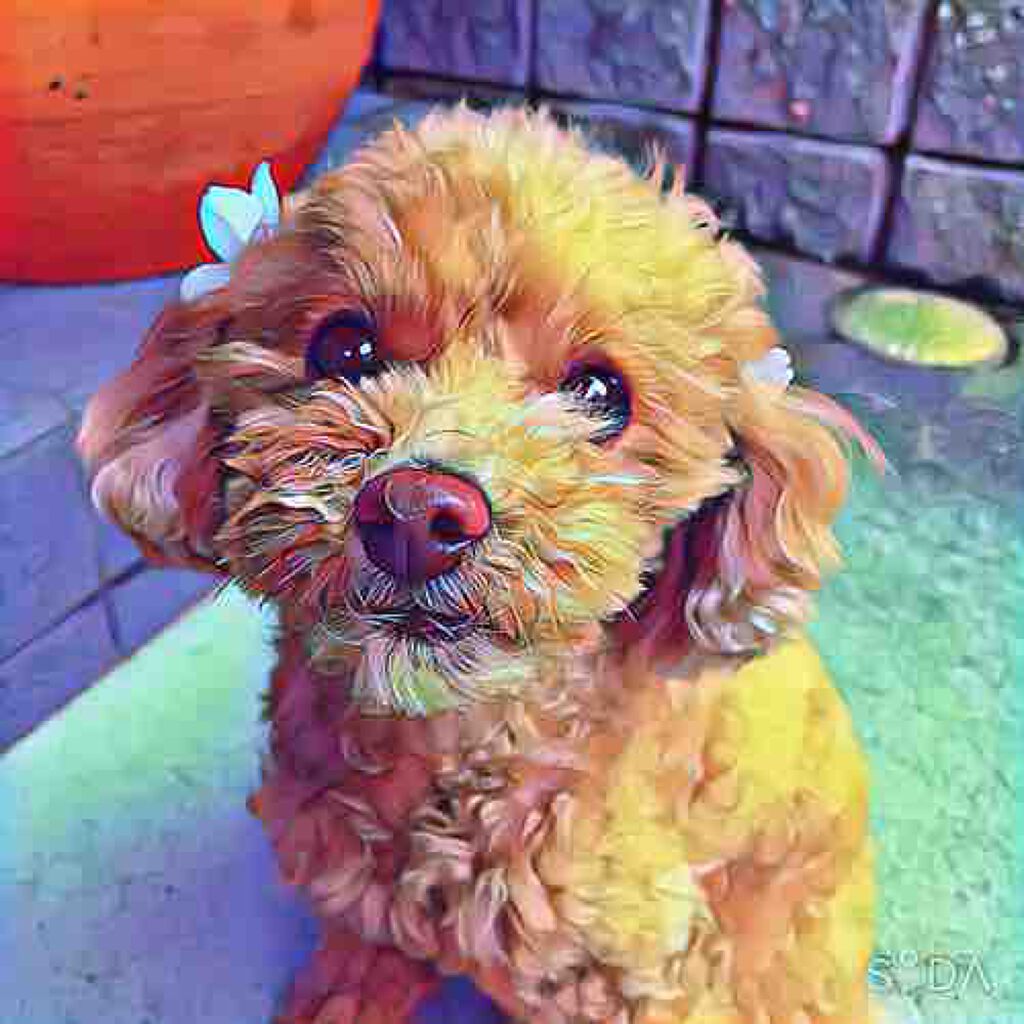 🍓 𝒶𝓀𝒶𝓇𝒾  🍓