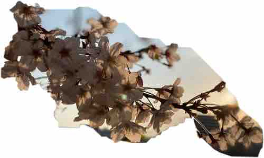 ‪(๑•🐽•๑)‬ﾄﾝｺﾂラーメン(๑•🐽•๑)