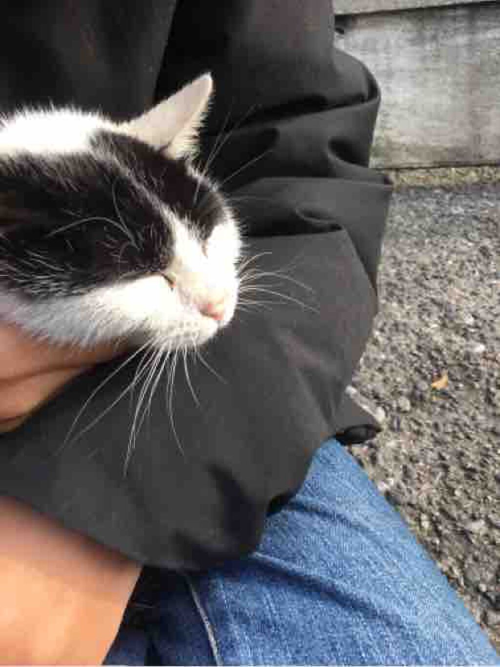 きょうりゅう🦕