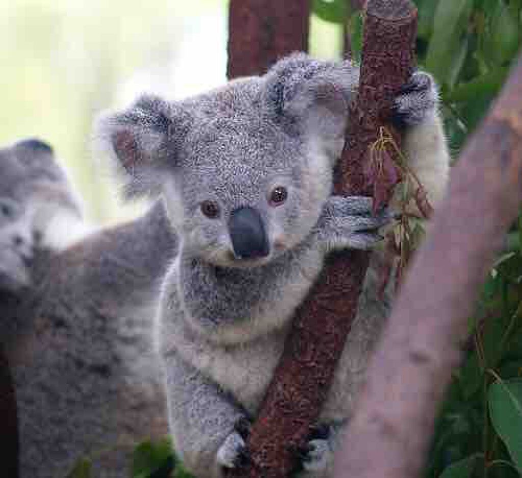 koala